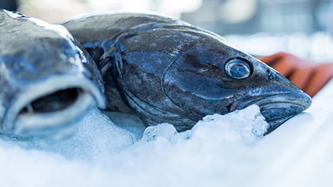 Black Cod on Ice Teaser